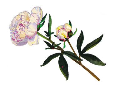 Susanna Taras, »Pfingstrose« ("Peony"), wool/synthetic, 2010