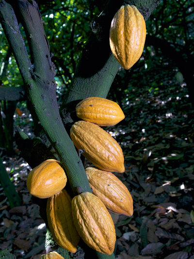Kakaofrüchte hängen an einem Baum