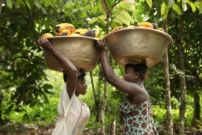 Zwei Frauen tragen Blechschüsseln mit Kakaofrüchten auf dem Kopf